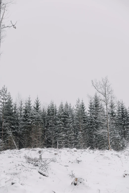 trees in the snow are next to some evergreens