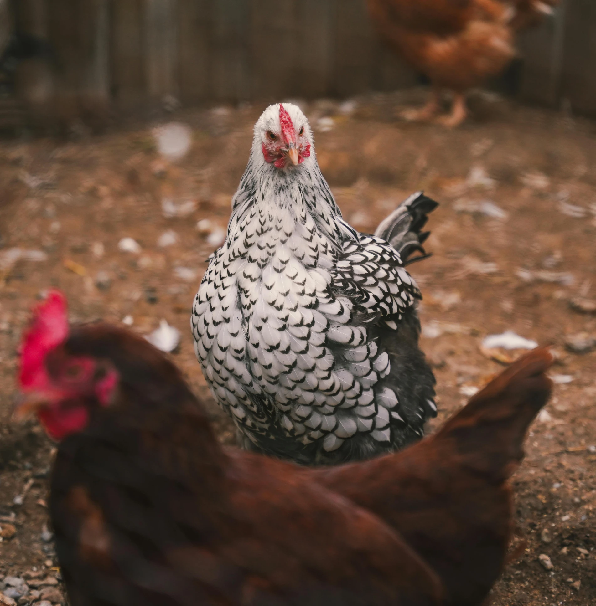 two chickens on the ground in front of fence