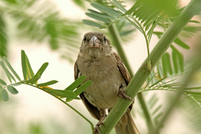 a bird is perched up in a tree