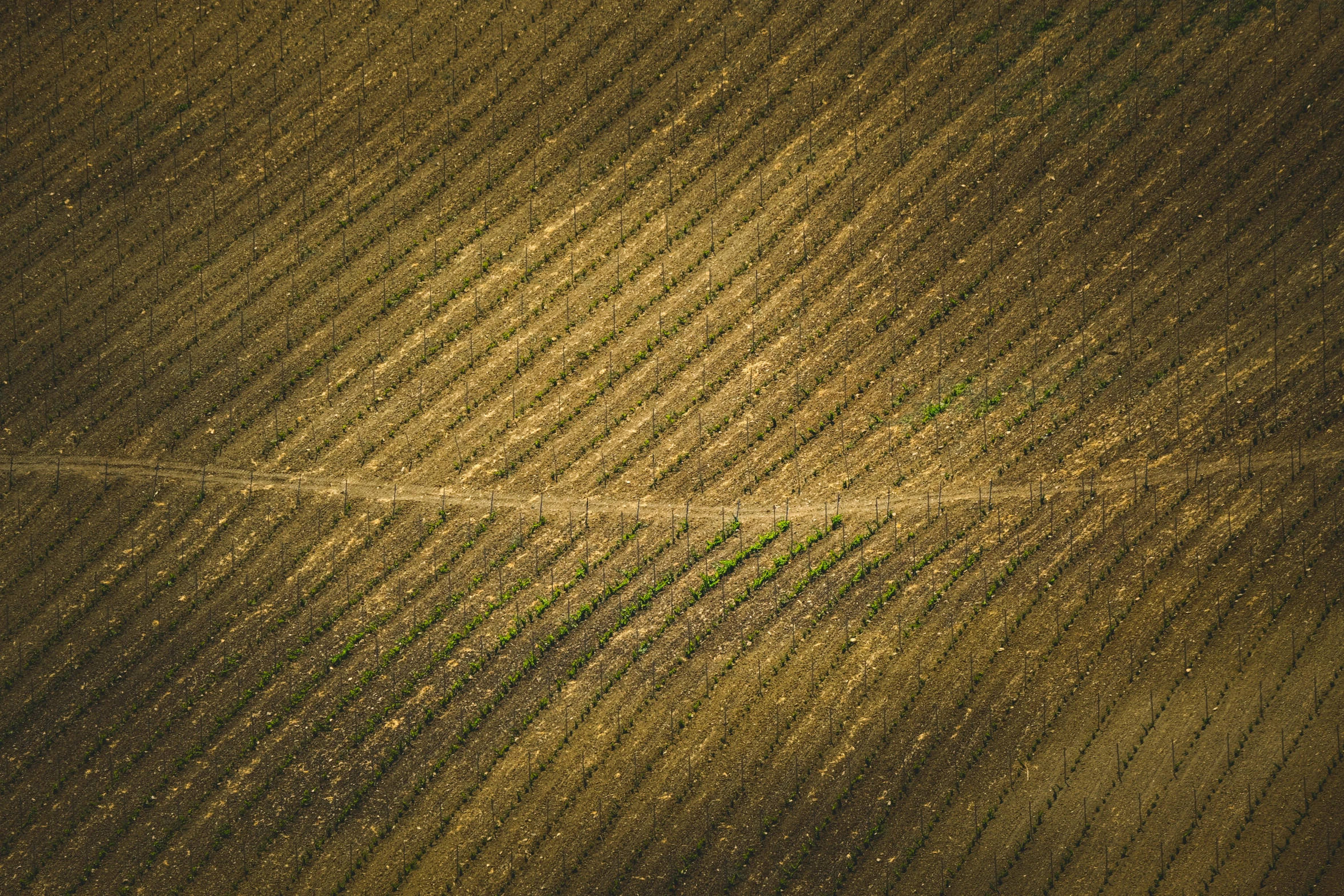 an aerial view of a field and a road