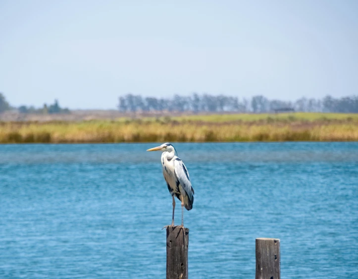 white bird sitting on a wooden post near water