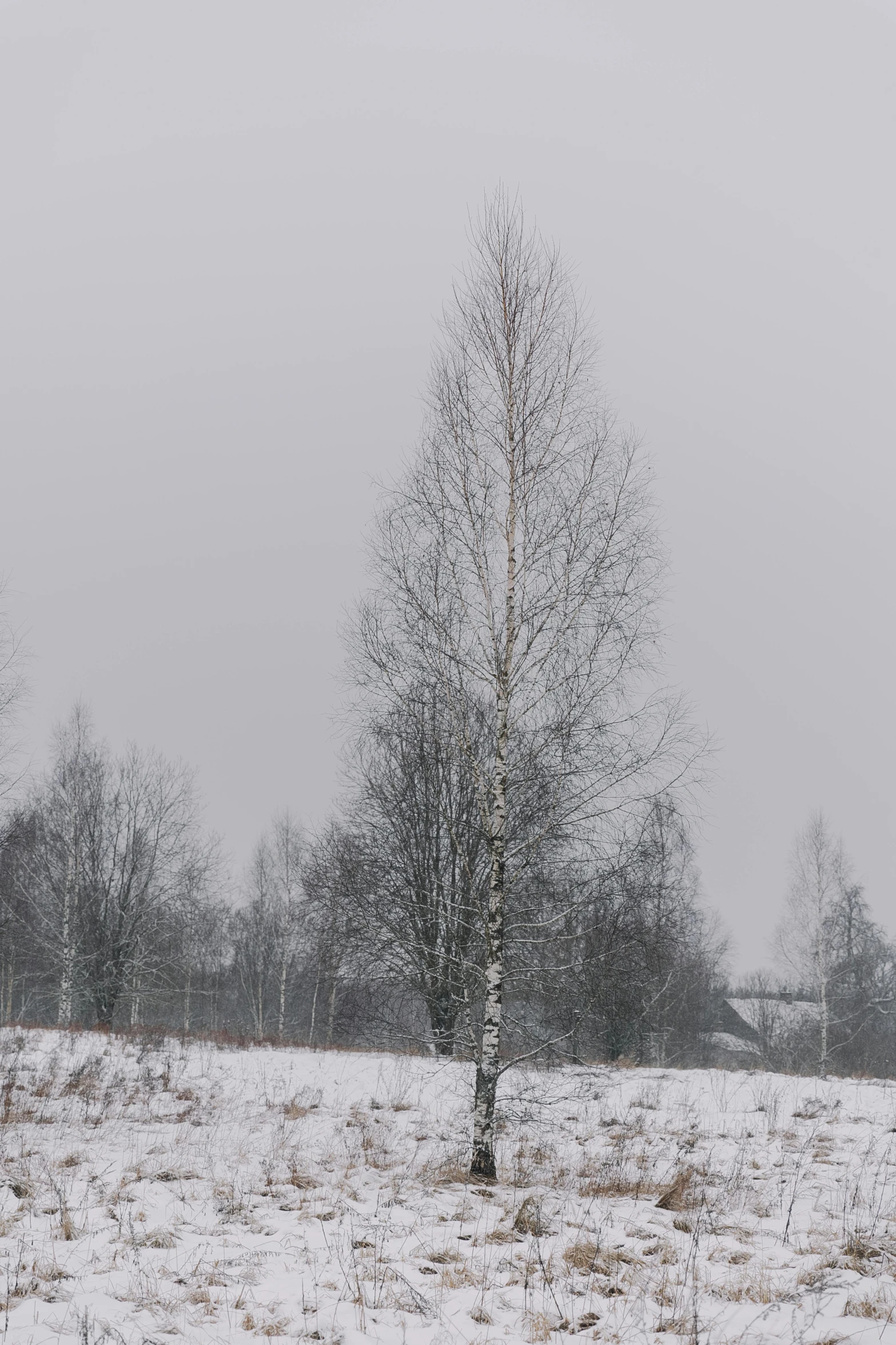 a small tree sitting in the middle of a snow covered field