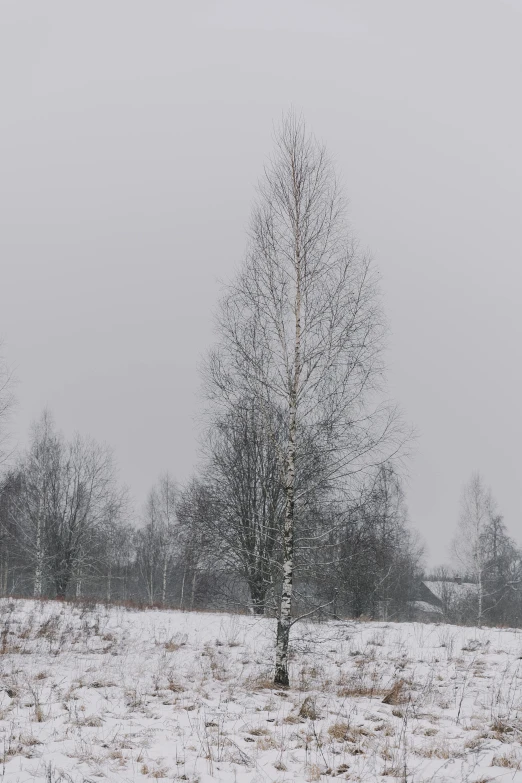 a small tree sitting in the middle of a snow covered field