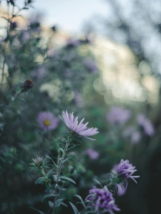 a flower field with many flowers and the sun shining