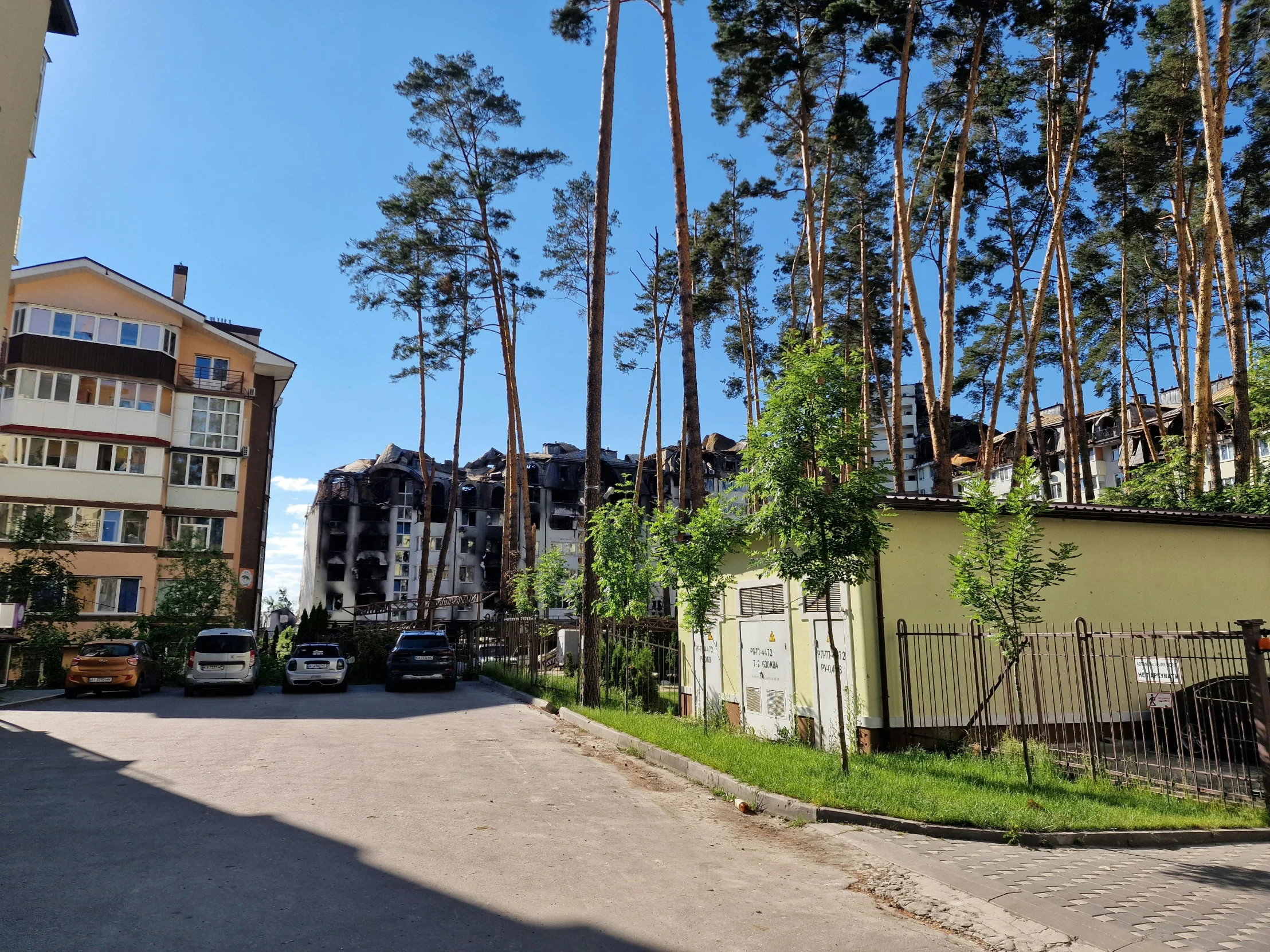 cars parked in front of a row of palm trees