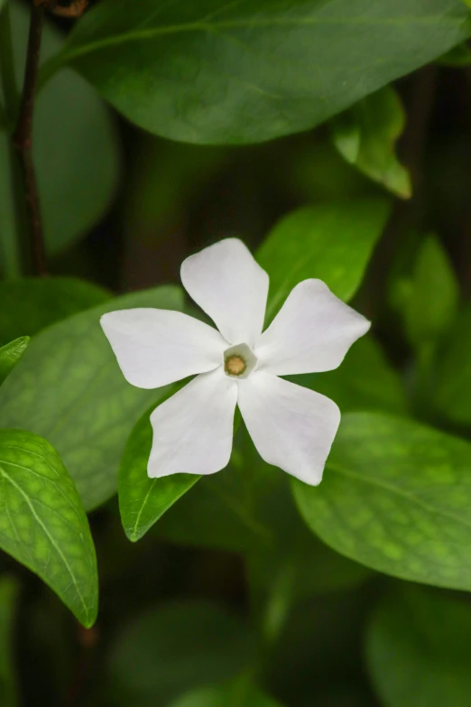 white and red flower in center of green leaves