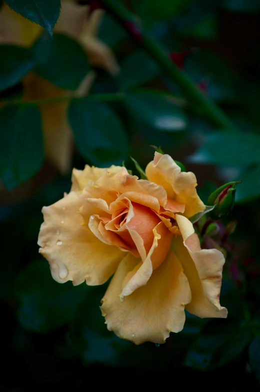 a yellow flower is shown with water droplets