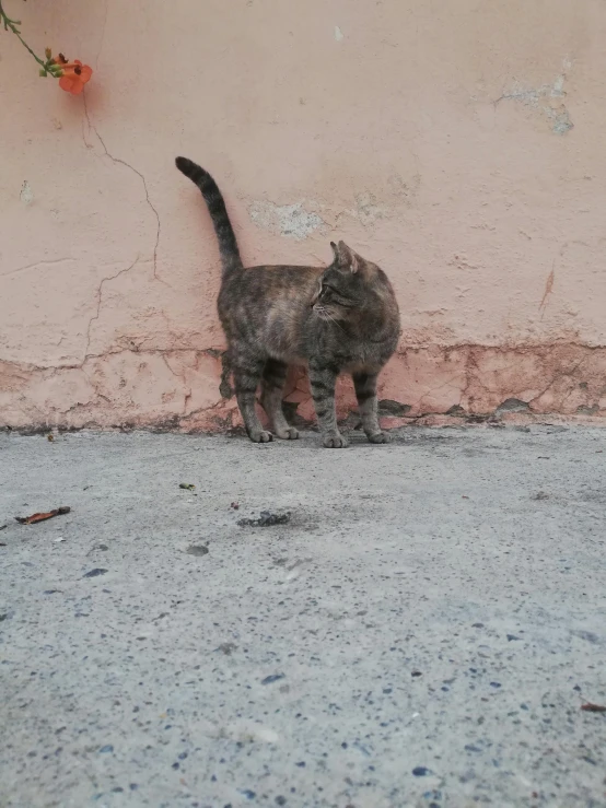 a cat is standing on concrete by a wall