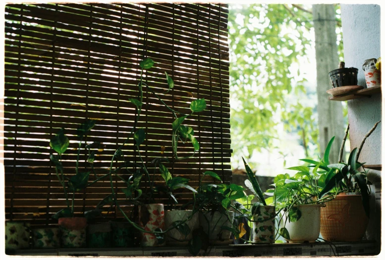 a set of windows with plant life in the window