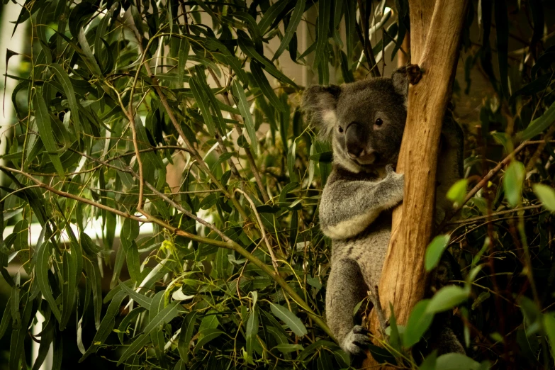 a small koala sitting on the nch of a tree