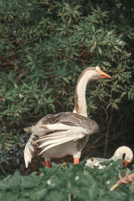 a large duck with two smaller ducks next to trees