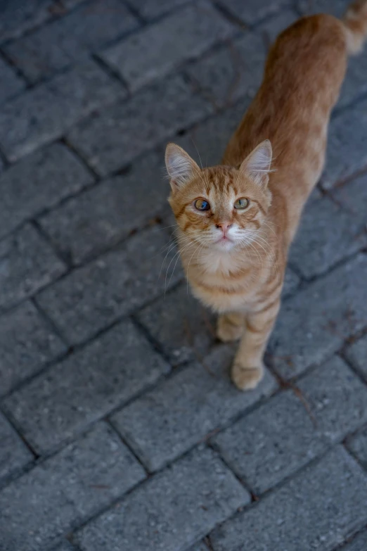 an orange tabby cat walking on brick walkway