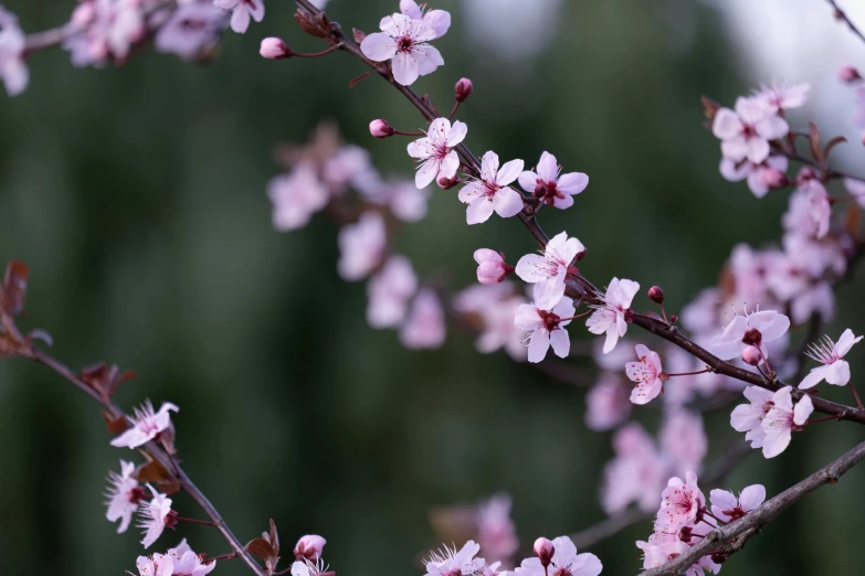 a nch of pink flowers and buds against a blurred background