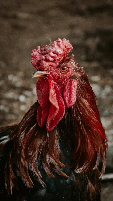 a close up of a rooster on the ground