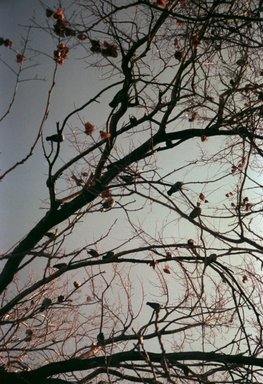 a tree filled with birds sitting next to each other