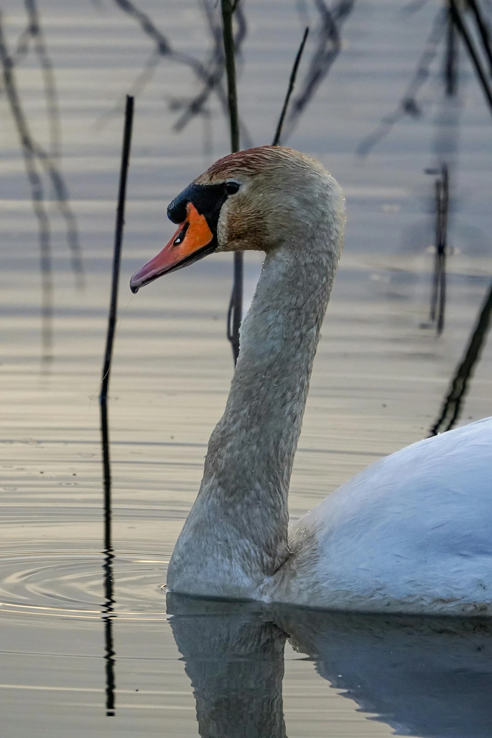 a swan floats on the water near some trees