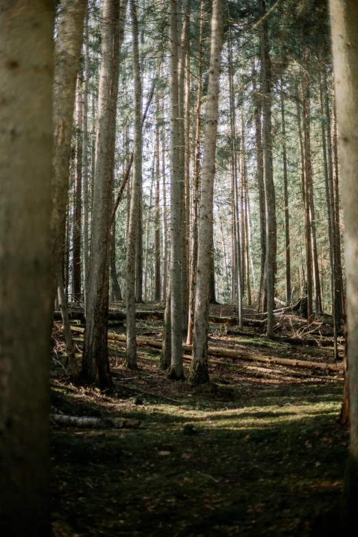 the trunks of several trees stand out against all others