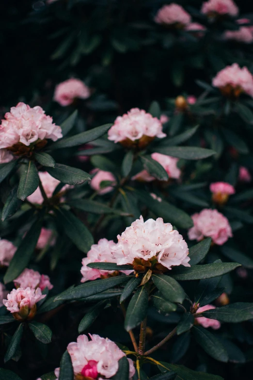pink flowers in a bush surrounded by leaves