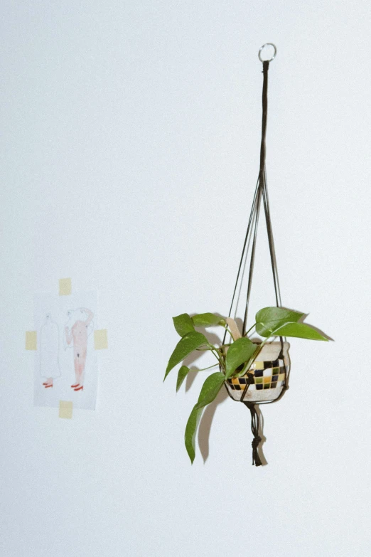 a plant hanging from a hook on a white wall