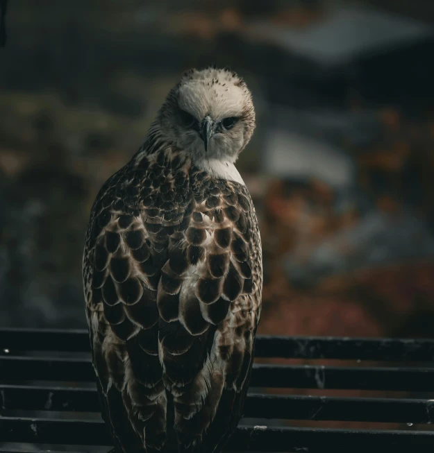 the bird is perched on the top part of the grill