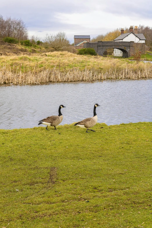 the birds are walking around the grassy area by the lake