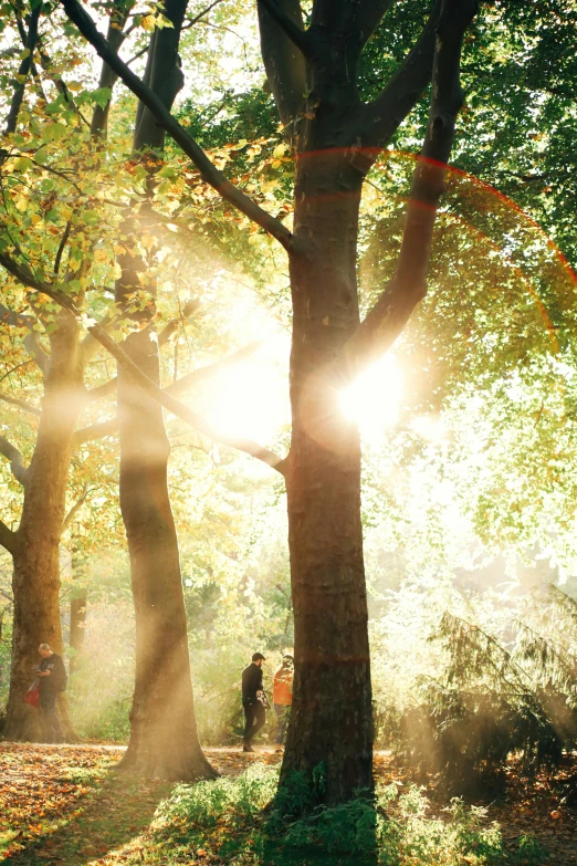 the sun is shining through the trees at this park