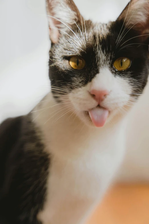 a close up of a cat with its tongue out