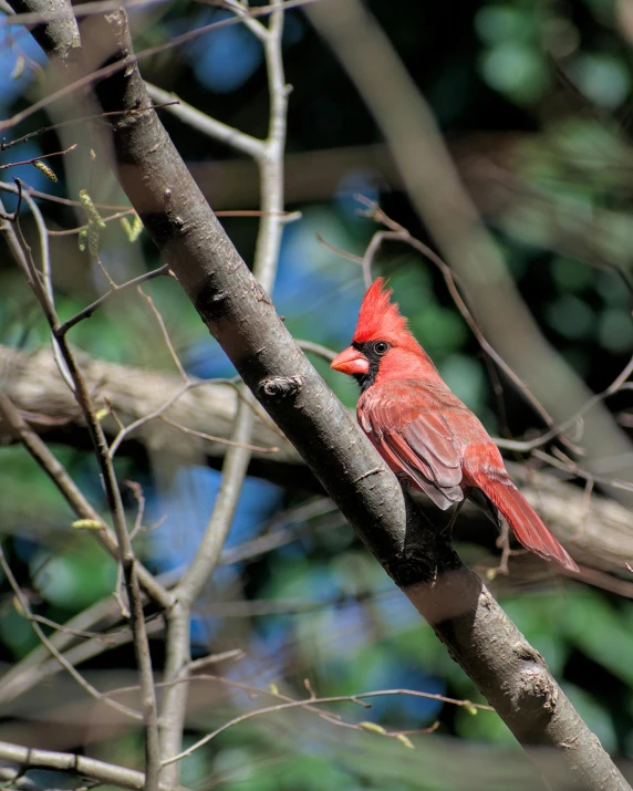 a cardinal sitting in a tree nch next to leaves