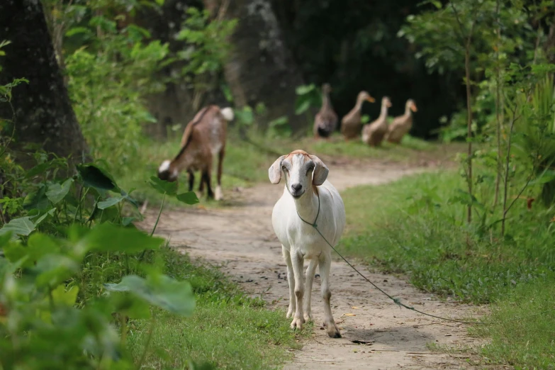 a goat walks down a dirt road with geese