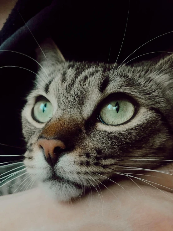 a cat looks up into the camera with a human hand