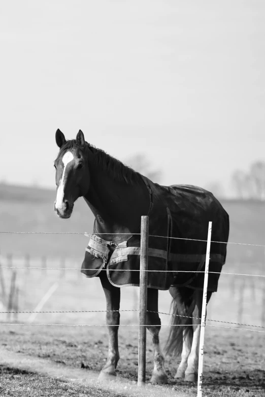 a brown horse standing on top of a lush green field