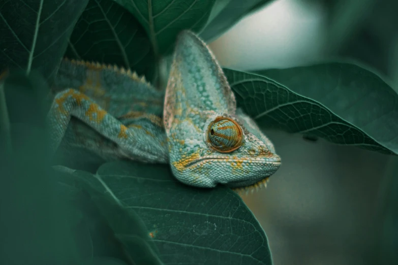 this is a green and yellow chamelon sitting on a green leaf