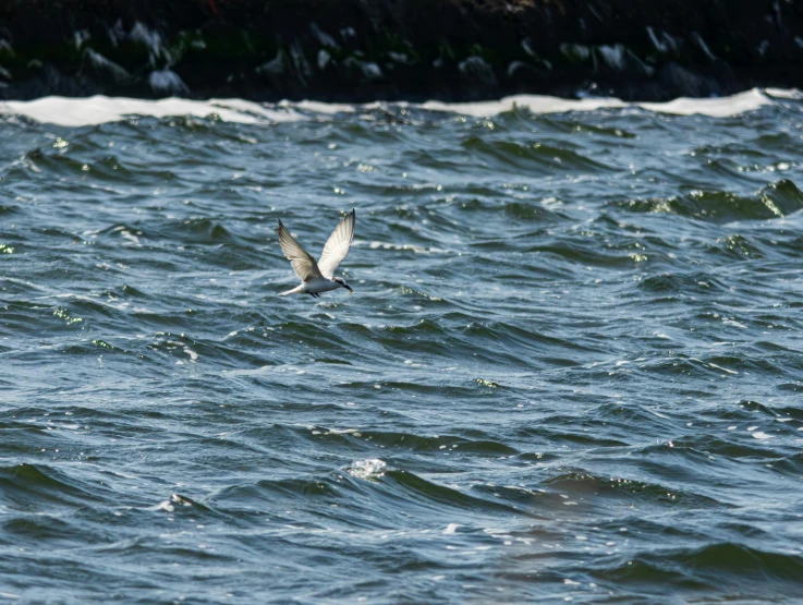 seagulls flying over the ocean with the waves