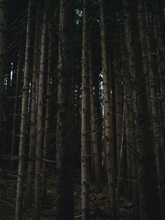 a wooded forest with many tall trees