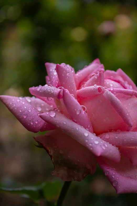 pink rose with rain drops on its petals