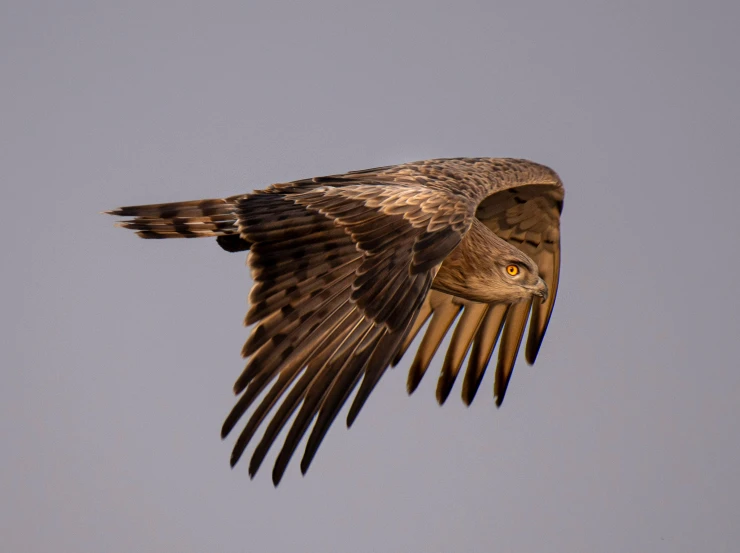 a very pretty bird in the sky with big wings