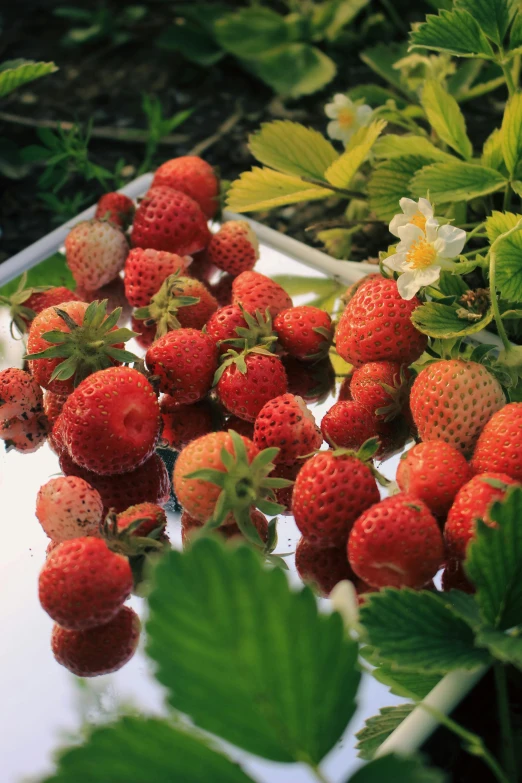 a close - up of strawberries on a table surrounded by green leaves