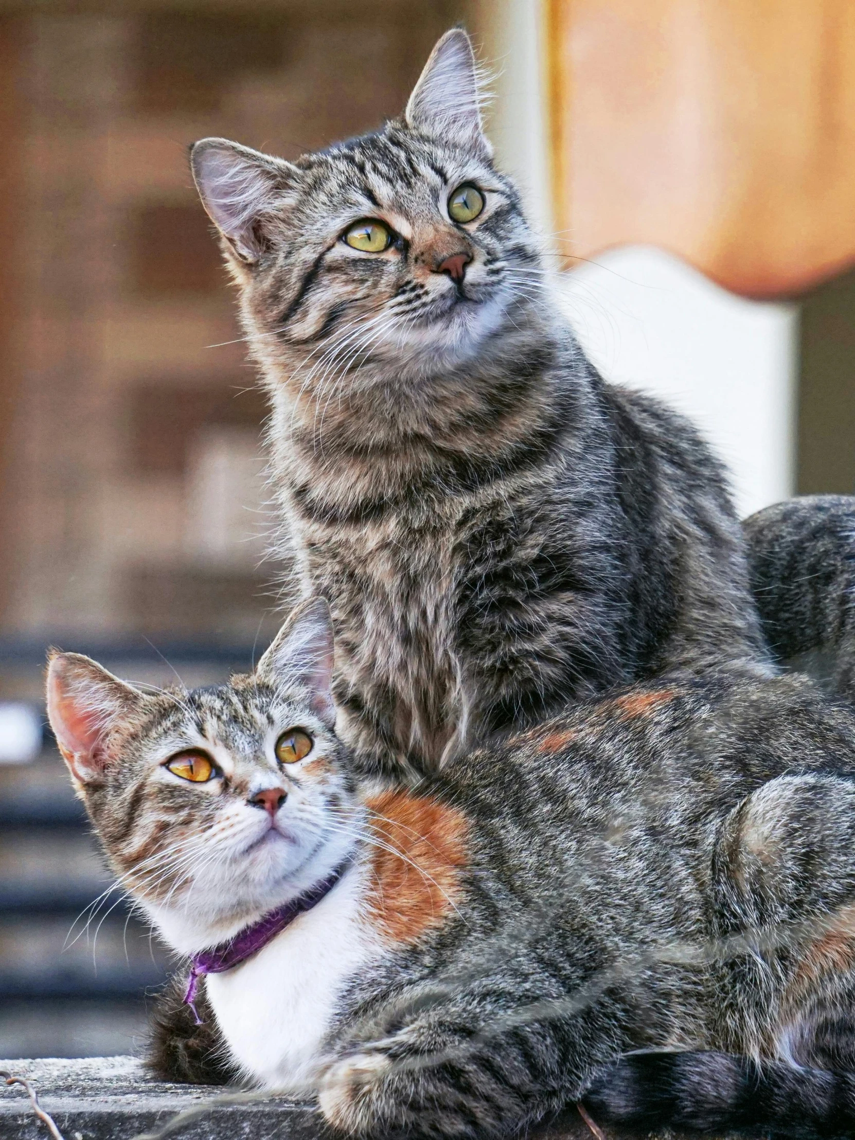 a couple of cats that are sitting on top of a surface