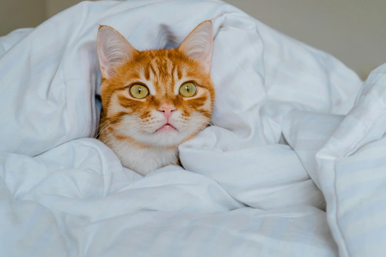 the cat is hiding from all the bed sheets