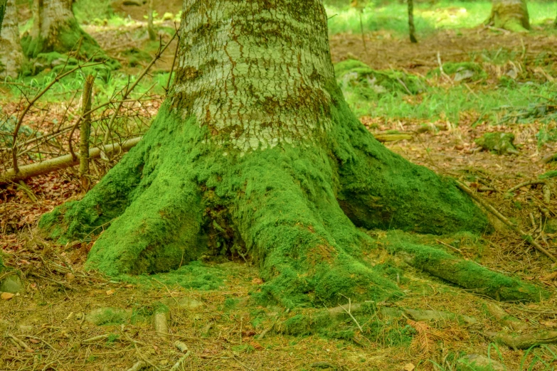 the base of a tree has a weird trunk