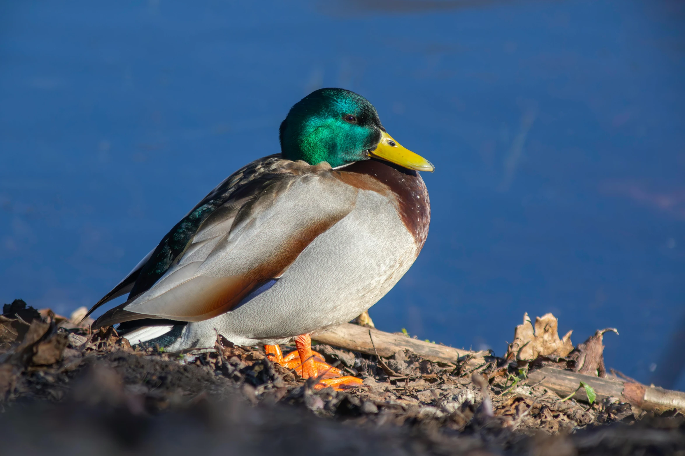 the duck has been standing on a fallen nch