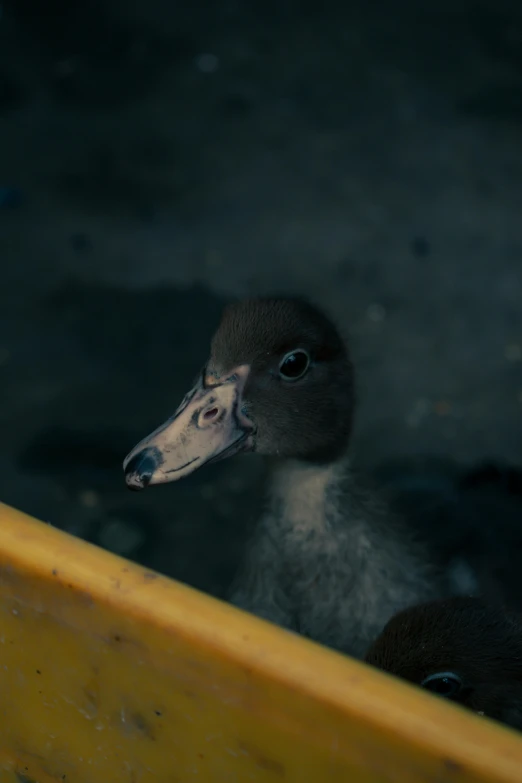 a baby duck with soing in its mouth