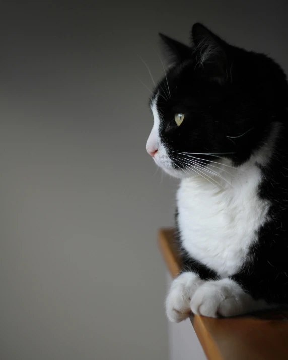 a black and white cat sitting on top of a table