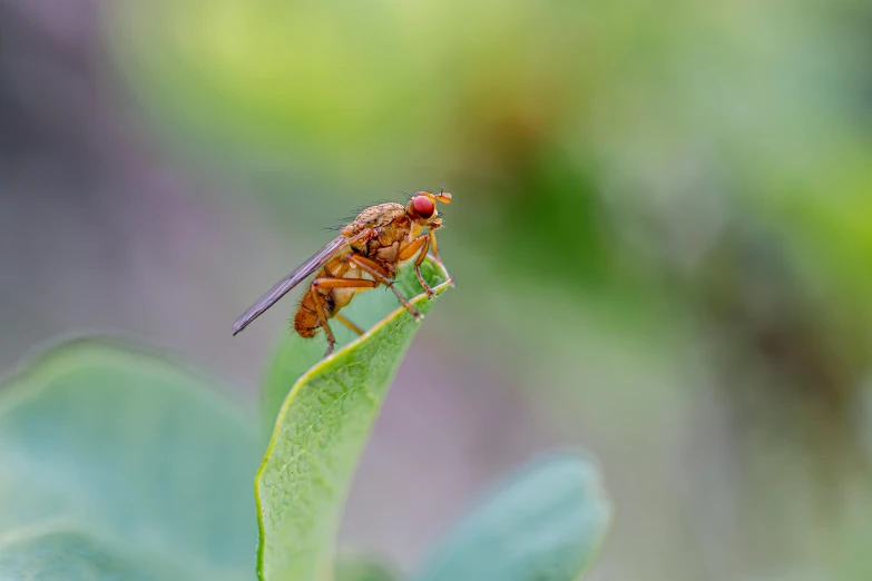 a bug that is sitting on top of a plant