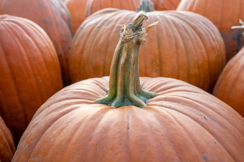 an almost identical group of orange pumpkins