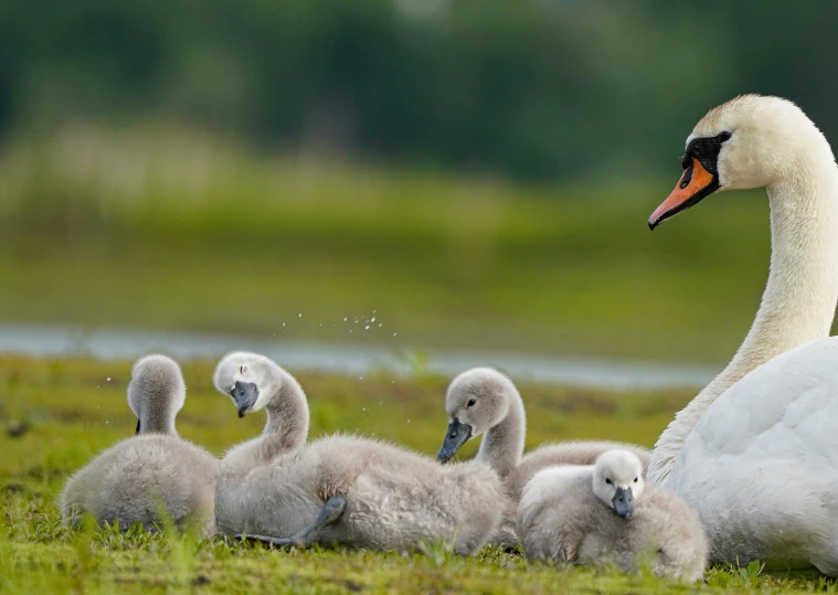 an adult swan surrounded by offspring in a field