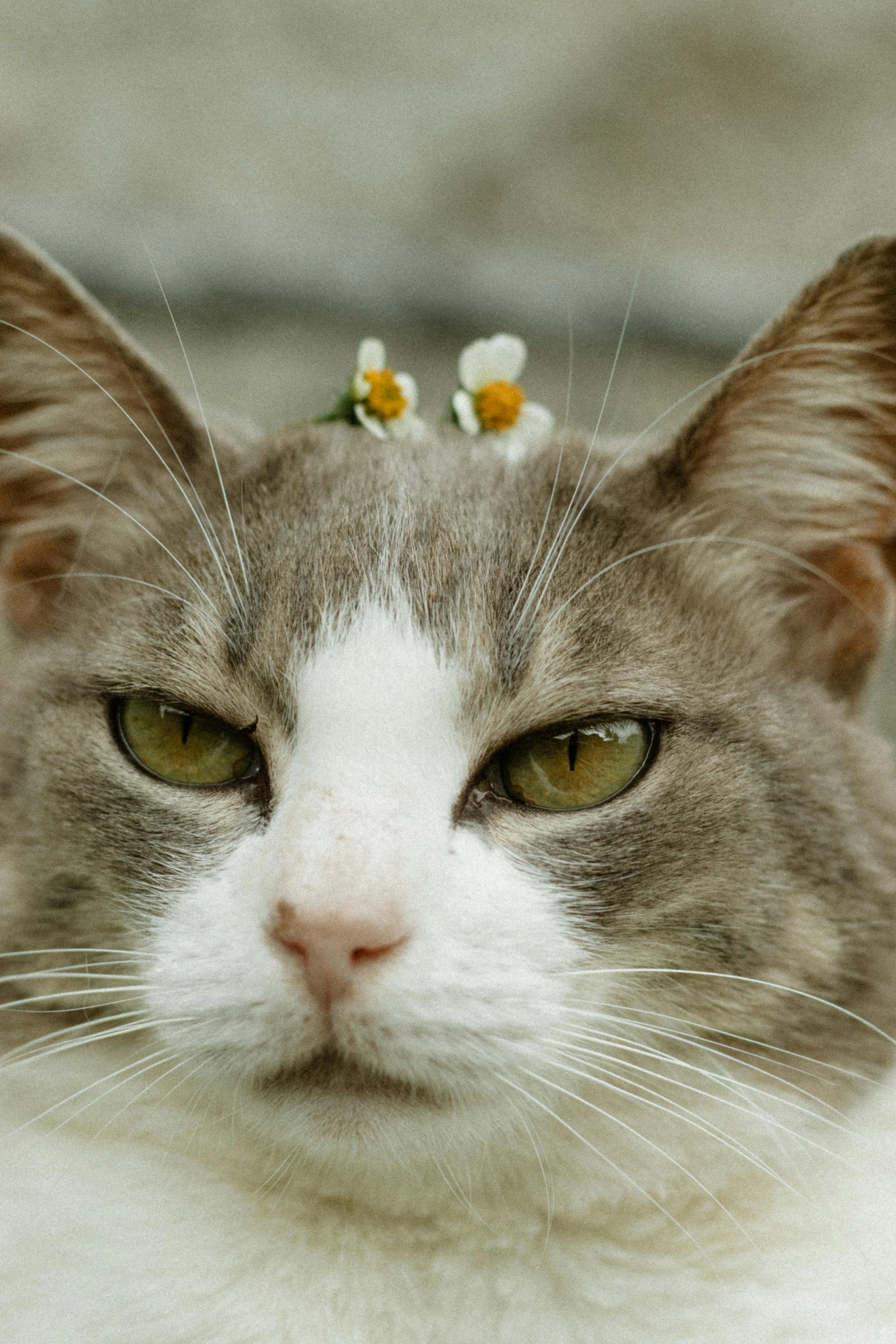 a grey and white cat looking to the side