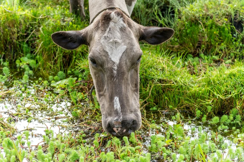 a bull grazing in the grass on the edge of a stream