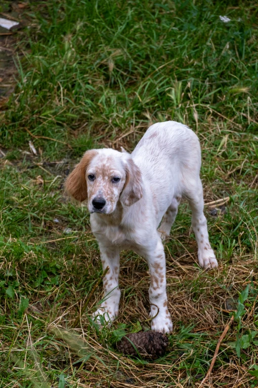 a dog standing in a grassy area next to rocks