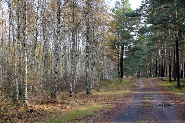 a dirt road in a forest during autumn